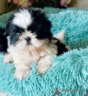 Photo №1. shih tzu - for sale in the city of Rotterdam | 723$ | Announcement № 165595