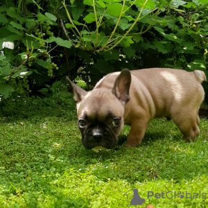 Additional photos: french bulldog puppies for sale