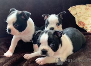 Photo №3. Boston Terrier Puppies. Sweden
