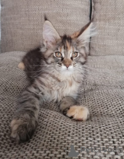 Photo №4. I will sell maine coon in the city of Kazan. from nursery - price - 394$