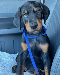 Photo №2 to announcement № 137277 for the sale of dobermann - buy in Albania private announcement