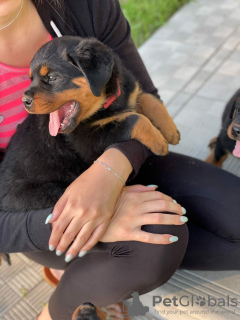Photo №4. I will sell rottweiler in the city of Minsk. from nursery - price - negotiated