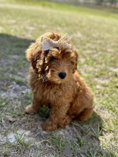 Photo №4. I will sell non-pedigree dogs in the city of Bergisch Gladbach. breeder - price - 376$