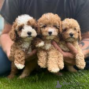 Photo №2 to announcement № 160801 for the sale of kavapu - buy in Netherlands breeder