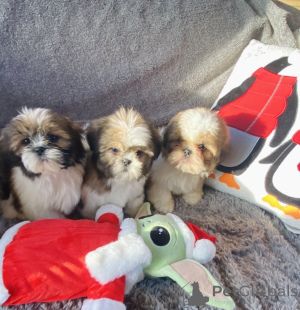 Photo №2 to announcement № 176479 for the sale of shih tzu - buy in Spain private announcement