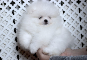 Photo №4. I will sell pomeranian in the city of St. Petersburg. from nursery, breeder - price - Negotiated