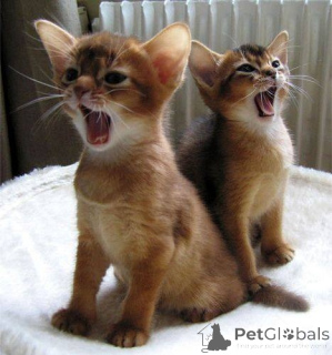 Photo №1. abyssinian cat - for sale in the city of London | 518$ | Announcement № 140122