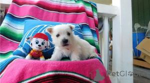 Photo №1. west highland white terrier - for sale in the city of Ringsted | negotiated | Announcement № 169959