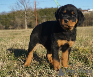 Photo №2 to announcement № 59079 for the sale of rottweiler - buy in United States private announcement