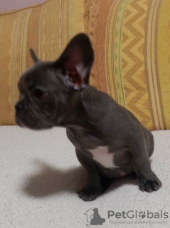 Photo №4. I will sell french bulldog in the city of Čukarica.  - price - negotiated