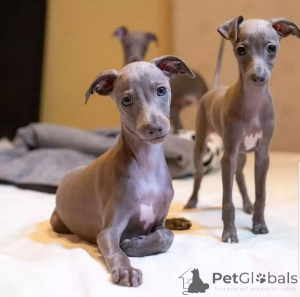 Photo №2 to announcement № 138983 for the sale of  - buy in United Kingdom breeder