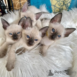 Photo №2 to announcement № 83085 for the sale of siamese cat - buy in Germany private announcement, breeder