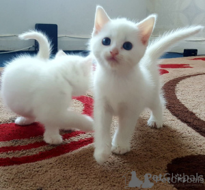 Photo №1. turkish angora - for sale in the city of Barcelona | negotiated | Announcement № 174684