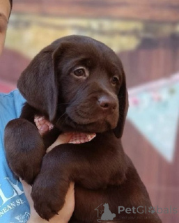 Photo №2 to announcement № 168723 for the sale of labrador retriever - buy in Serbia breeder