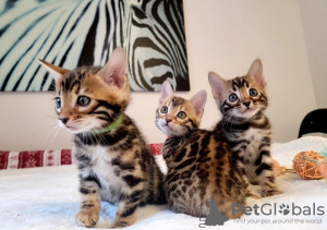 Photo №1. bengal cat - for sale in the city of Cinco Ranch | 300$ | Announcement № 114887