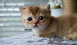 Photo №4. I will sell munchkin in the city of Munich. breeder - price - negotiated