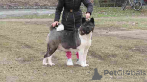 Photo №4. I will sell akita in the city of Belgrade. breeder - price - negotiated