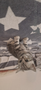 Photo №1. british shorthair - for sale in the city of Hannover | 188$ | Announcement № 147055