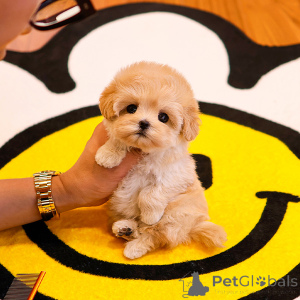 Photo №3. sweet maltipoo puppy for adoption. United States