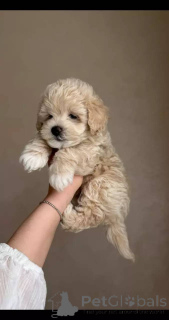 Photo №1. maltipu - for sale in the city of Berlin | negotiated | Announcement № 154869