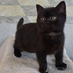 Photo №1. british shorthair - for sale in the city of Leicester Forest East | negotiated | Announcement № 173846