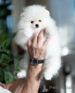 Photo №4. I will sell pomeranian in the city of Hannover. private announcement - price - 380$