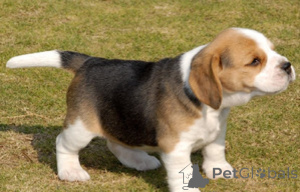 Photo №1. beagle - for sale in the city of Bensheim | negotiated | Announcement № 175282