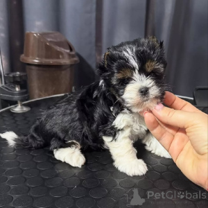 Photo №1. maltese dog - for sale in the city of Hamburg | 258$ | Announcement № 170562