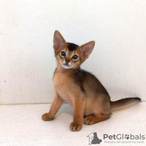 Photo №1. abyssinian cat - for sale in the city of Амстердам | negotiated | Announcement № 75592