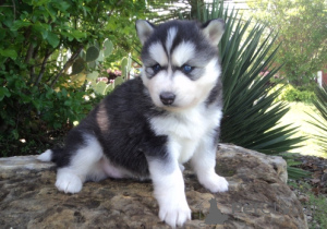 Photo №2 to announcement № 172127 for the sale of siberian husky - buy in Georgia 
