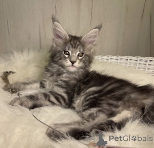 Photo №2 to announcement № 161667 for the sale of maine coon - buy in United States breeder