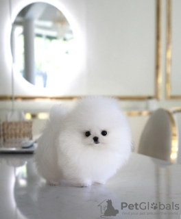 Photo №1. pomeranian - for sale in the city of Los Angeles | 528$ | Announcement № 67473