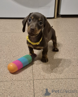 Photo №4. I will sell non-pedigree dogs in the city of Vienna. breeder - price - 226$