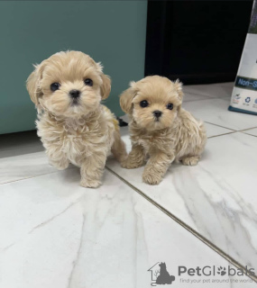 Photo №1. maltese dog - for sale in the city of Болонья | 423$ | Announcement № 126819