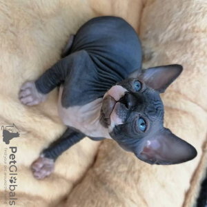 Photo №1. sphynx cat - for sale in the city of Berlin | 328$ | Announcement № 95228