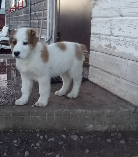 Additional photos: Central Asian Shepherd Puppy / male