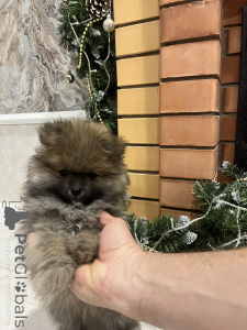 Photo №1. german spitz - for sale in the city of Lipetsk | 101$ | Announcement № 138531