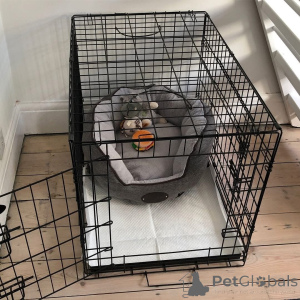 Photo №3. We also got crates, cage and play toys for your lovely pups. Belgium