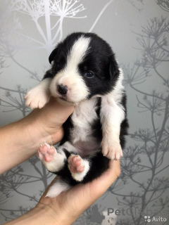 Additional photos: Border collie puppies, the smartest dog in the world