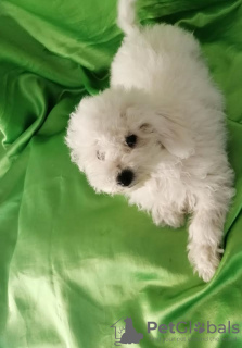 Photo №3. Curly Bichon, beautiful puppies. Serbia