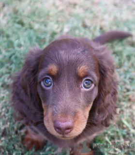 Photo №1. dachshund - for sale in the city of Berlin | 400$ | Announcement № 102667