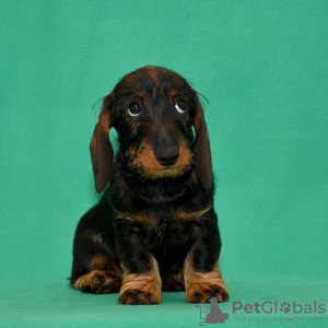 Photo №3. Miniature wire-haired dachshund. Russian Federation