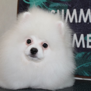 Photo №1. pomeranian - for sale in the city of Zaporizhia | Negotiated | Announcement № 5851