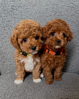 Photo №1. poodle (toy) - for sale in the city of Lienz | negotiated | Announcement № 158386