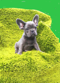 Photo №1. french bulldog - for sale in the city of Kiev | 1000$ | Announcement № 4364