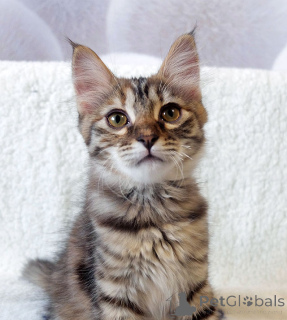 Photo №4. I will sell  in the city of Moskova. private announcement - price - Is free