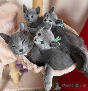 Photo №1. russian blue - for sale in the city of Dudeldorf | 329$ | Announcement № 148371