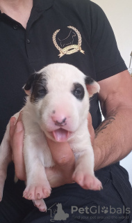 Photo №4. I will sell bull terrier in the city of Bačka Topola. breeder - price - negotiated