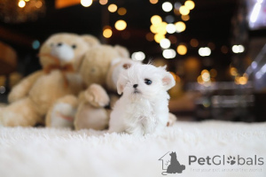 Photo №1. maltese dog - for sale in the city of Oklahoma City | negotiated | Announcement № 155004