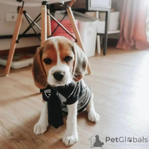 Photo №3. Beagle puppy. United States
